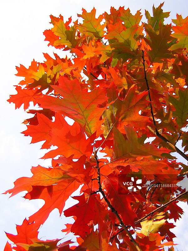 秋天的落叶图片素材