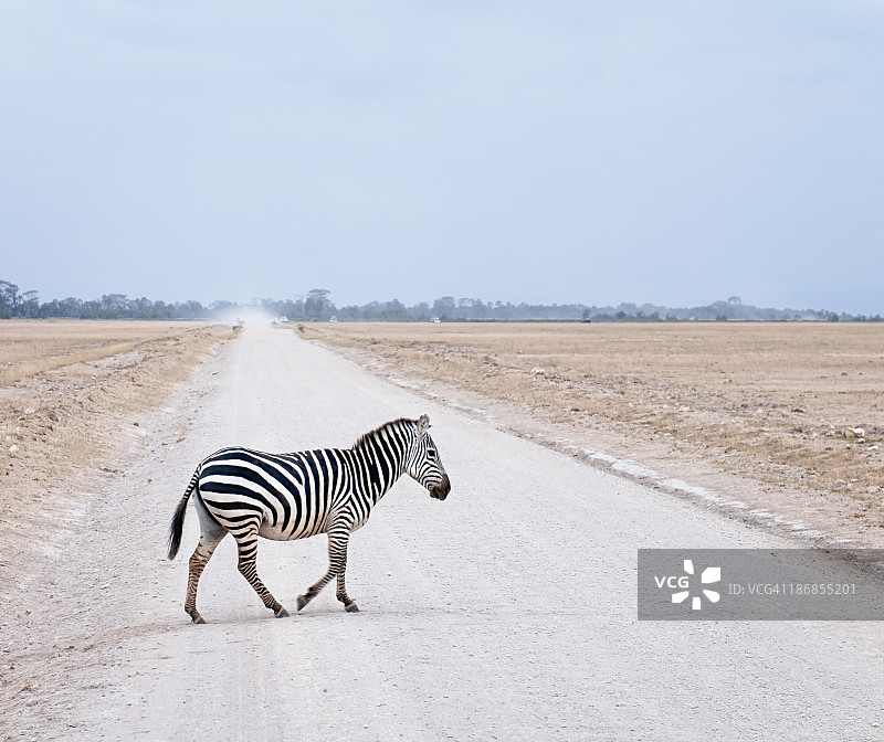 斑马线图片素材