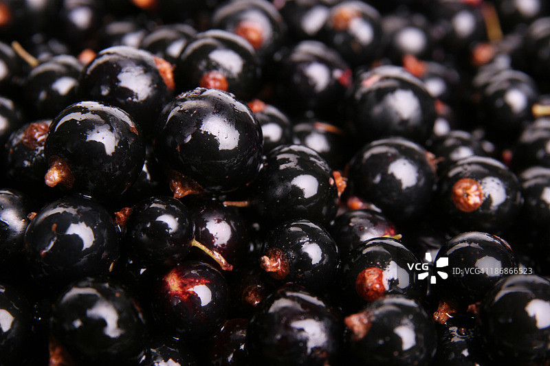 黑醋栗图片素材