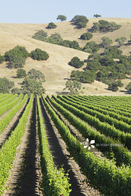 葡萄园景观图片素材