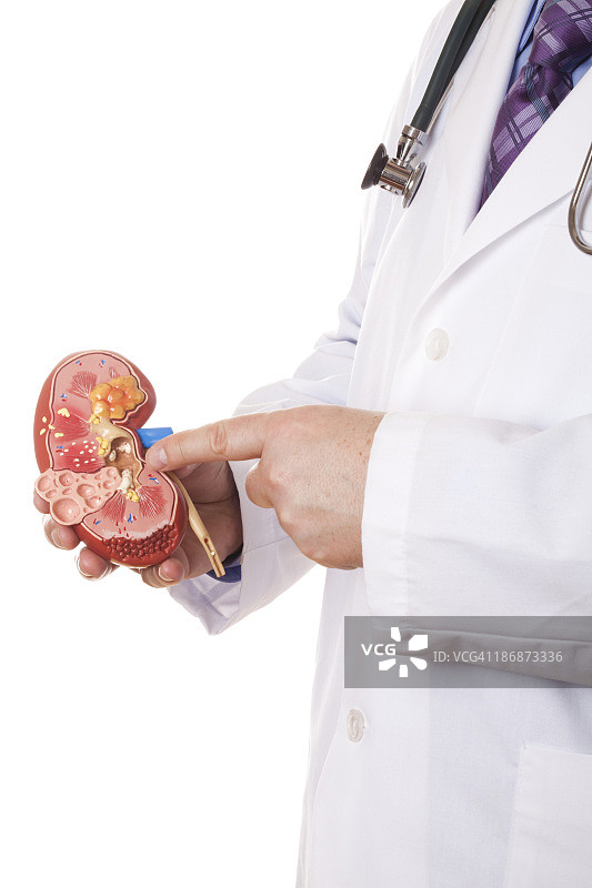 医生展示白色背景上的肾脏模型图片素材