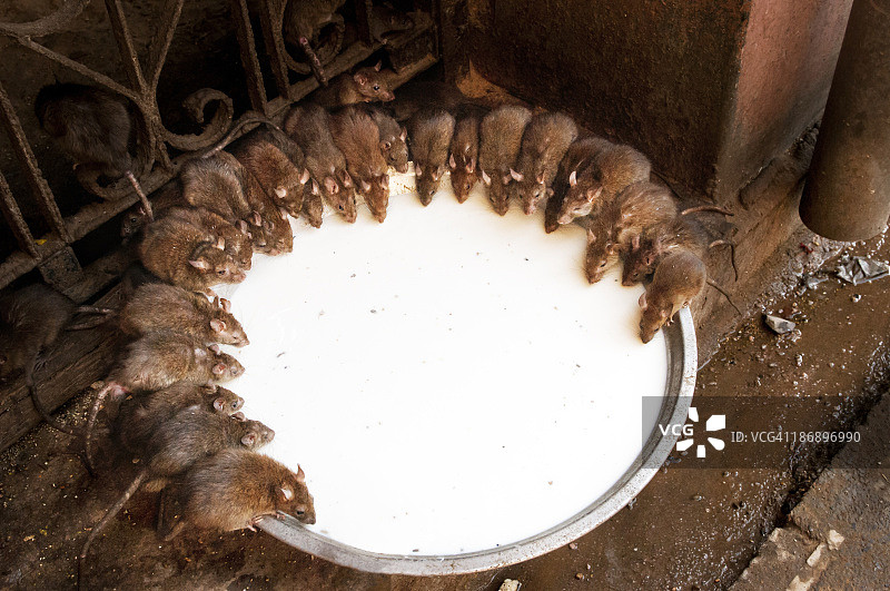 比卡内尔代什诺克卡尔尼玛塔神庙的圣鼠图片素材