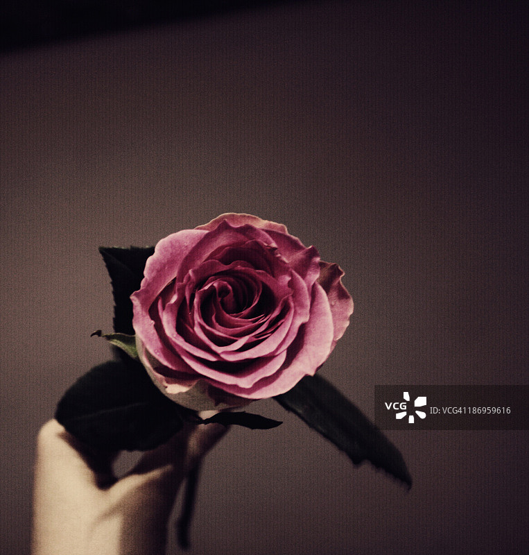 粉色玫瑰图片素材