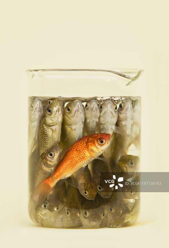 烧杯中带有灰色鱼的金鱼图片素材