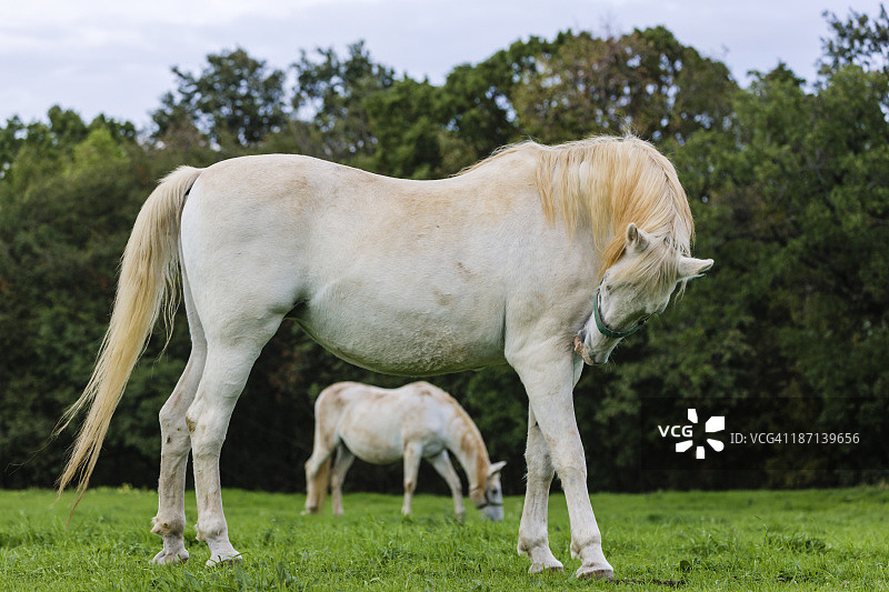 利皮扎马在草地上吃草图片素材