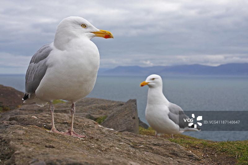 丁格尔半岛斯莱 Head 上的海鸥图片素材