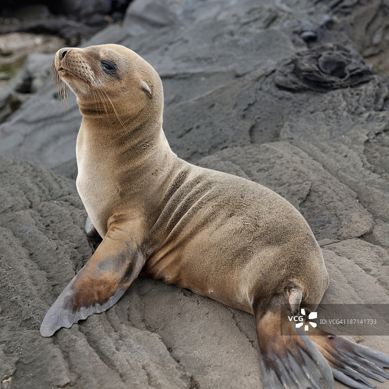 海狗坐在岩石上图片素材