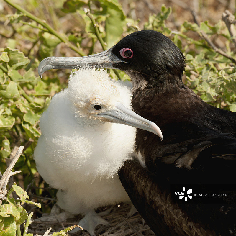 军舰鸟及其幼鸟图片素材