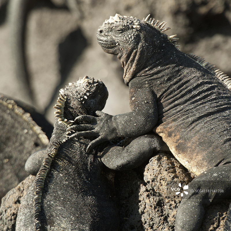 两只海鬣蜥表达爱意图片素材