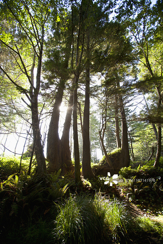 太平洋沿岸国家公园弗洛伦西亚湾阳光下的老树图片素材