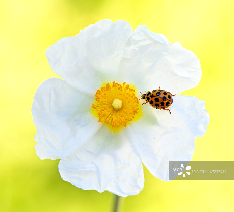 杂交柑橘花与瓢虫图片素材