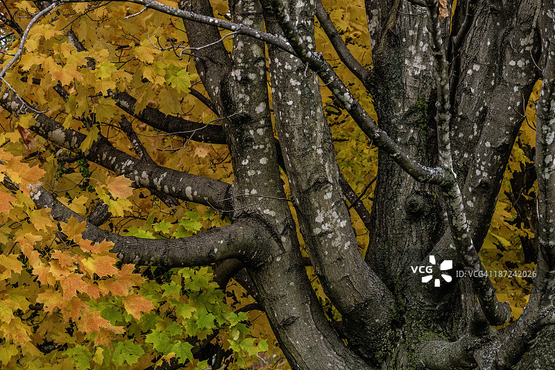 魁北克省北哈特利秋景图片素材