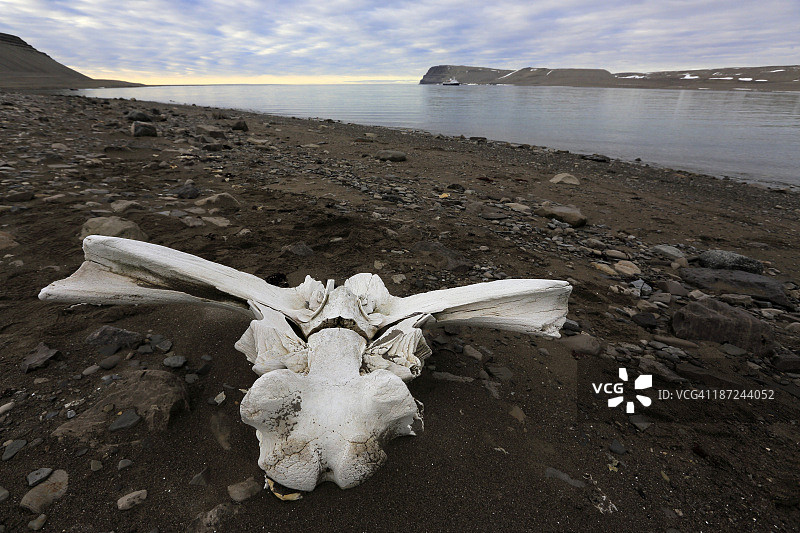 海滩上的鲸骨图片素材