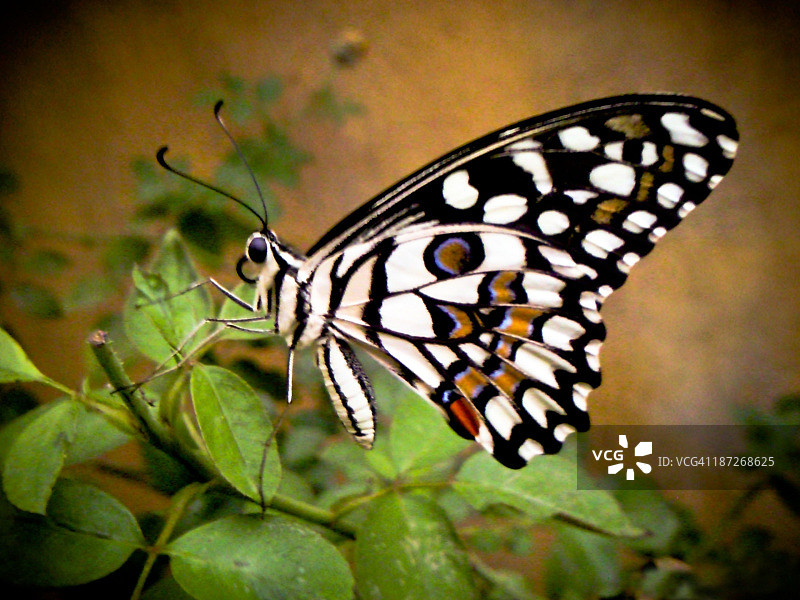 欧洲椴图片素材