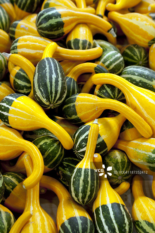 绿色和黄色南瓜图片素材