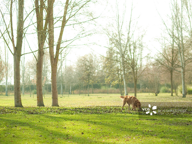 独自在公园里的狗图片素材