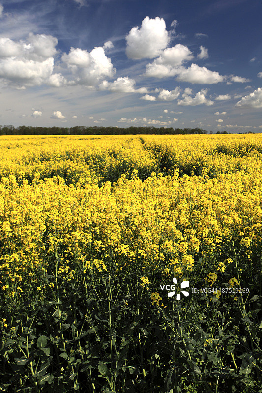 伊利市附近的夏季油菜籽田图片素材