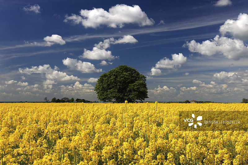 油菜花田与七叶树图片素材