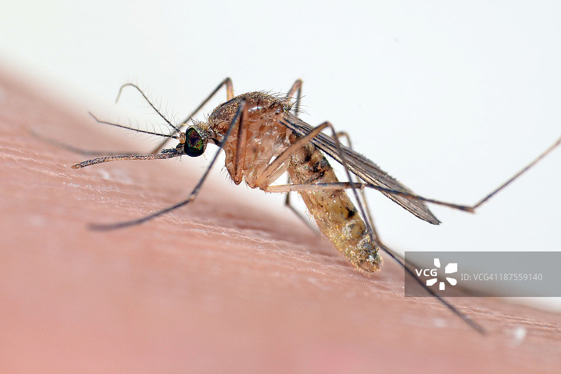 蚊虫叮咬图片素材