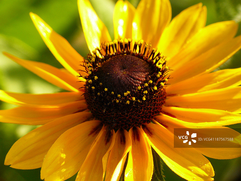 金光菊特写图片素材