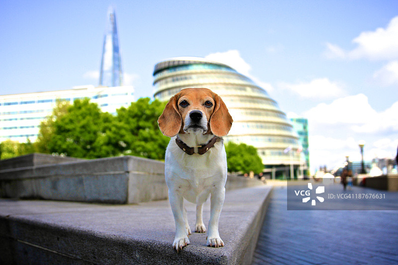 伦敦的比格犬图片素材
