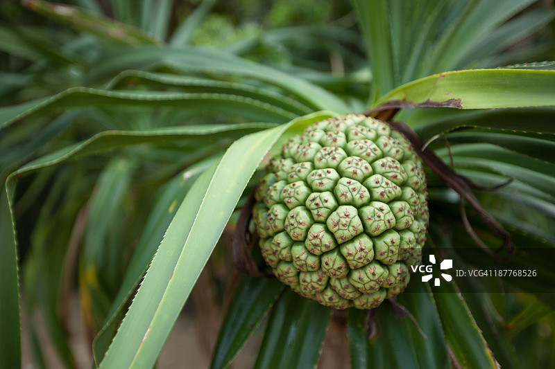 日本冲绳的露兜树果实图片素材