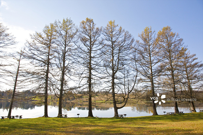 秋天池塘边的光秃秃的树木和野餐桌图片素材