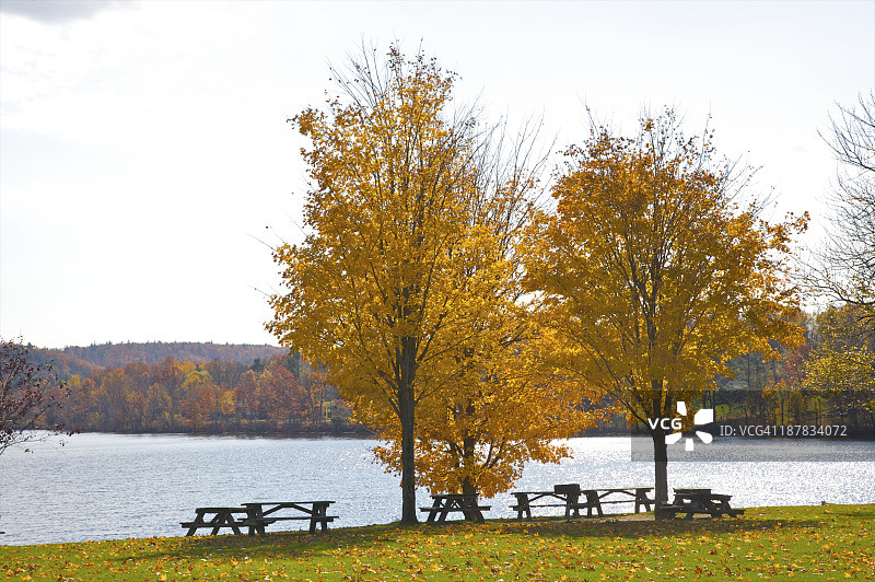 秋季水边树上的黄叶图片素材