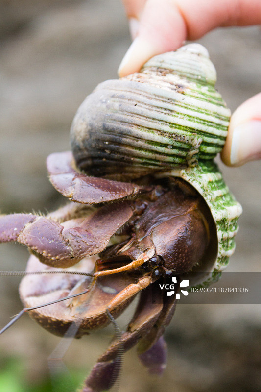 冲绳巨型寄居蟹特写图片素材