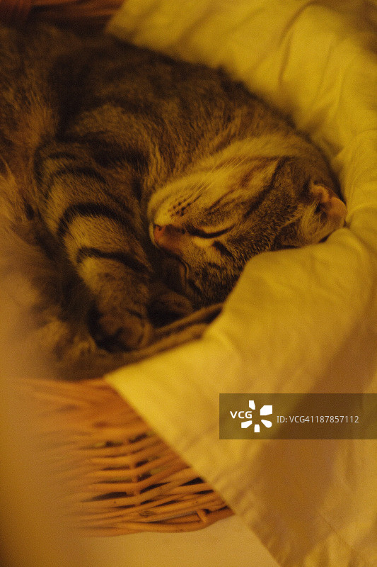 虎斑猫在篮子里睡觉图片素材