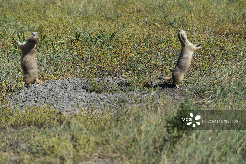 黑尾草原犬鼠图片素材