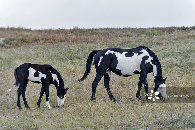 花斑马图片素材