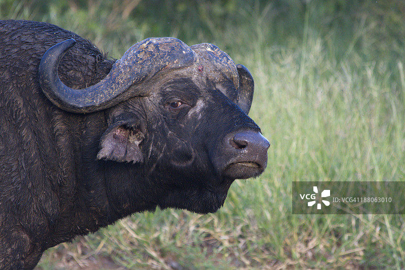 南非的水牛图片素材