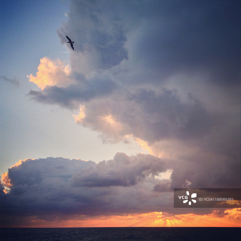日落时分飞越海洋的小鸟图片素材