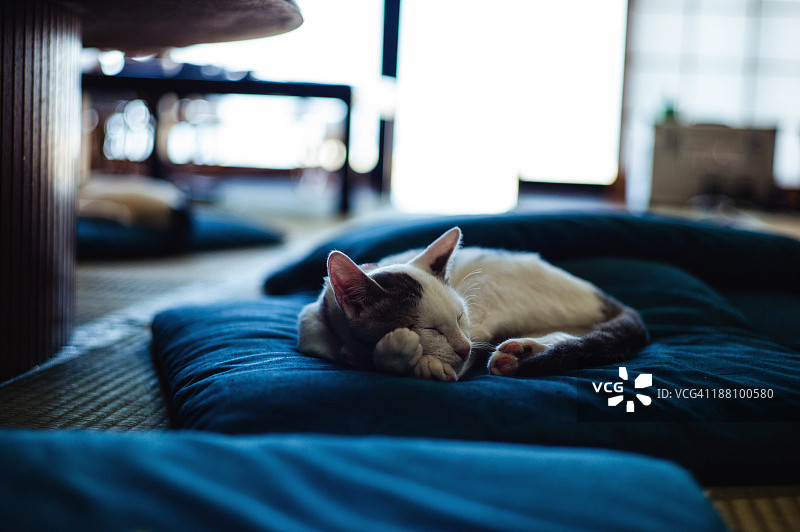 睡觉的猫图片素材