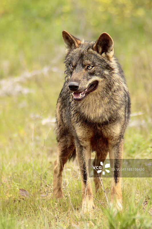 伊比利亚狼图片素材