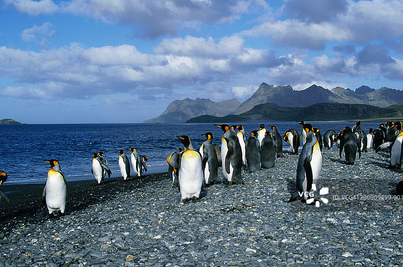 沙滩上的企鹅（阿普特诺德斯·巴塔哥尼亚）图片素材