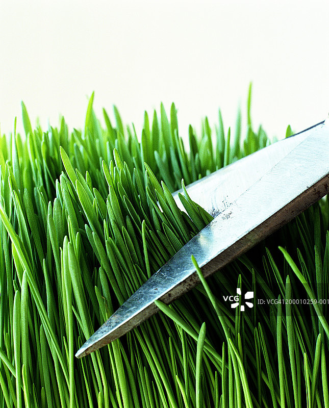 剪刀剪小麦草图片素材