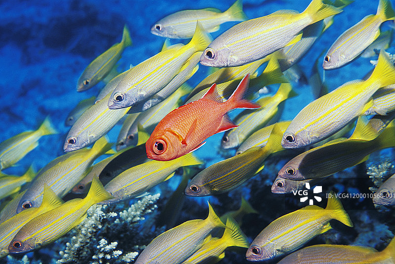 白鳍 soldierfish 与大眼鲷鱼群图片素材
