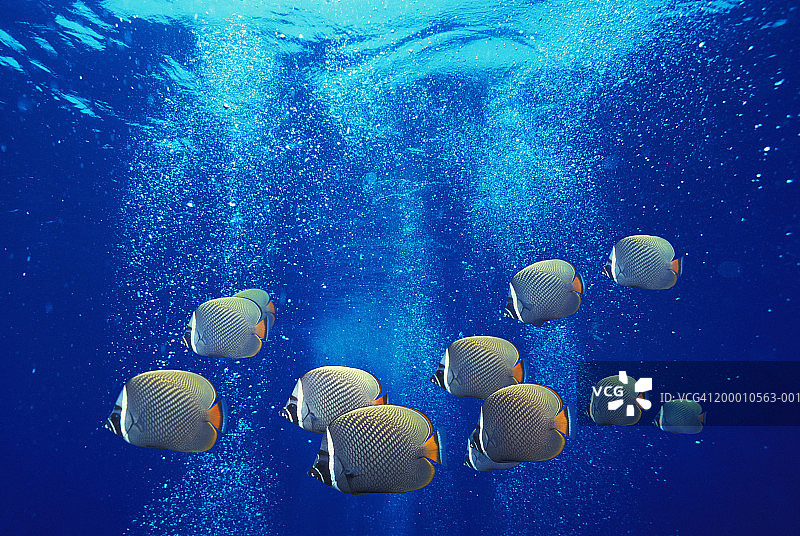 红尾蝴蝶鱼群图片素材