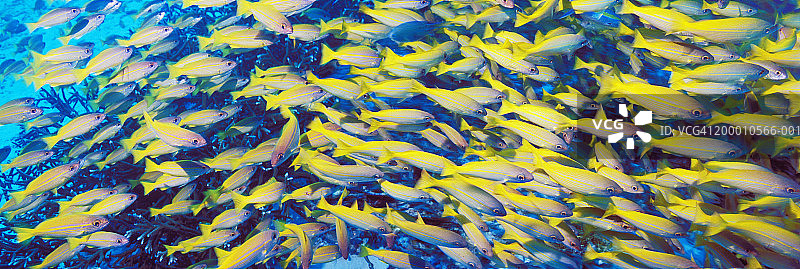 大眼鲷鱼群图片素材