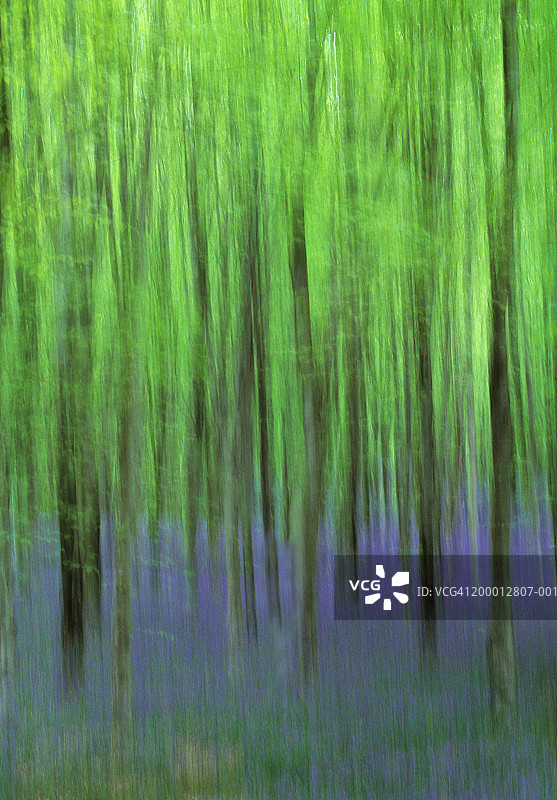 林地中散焦的风铃草图片素材