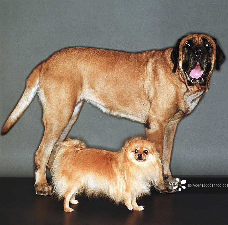 马士提夫犬和博美犬图片素材