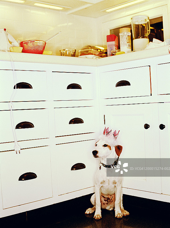 戴着派对帽坐在厨房里的狗图片素材