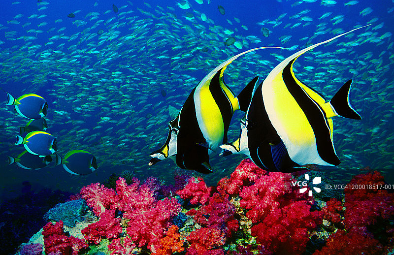 鳞鲬与粉蓝丝隆鲷（数字合成图）图片素材