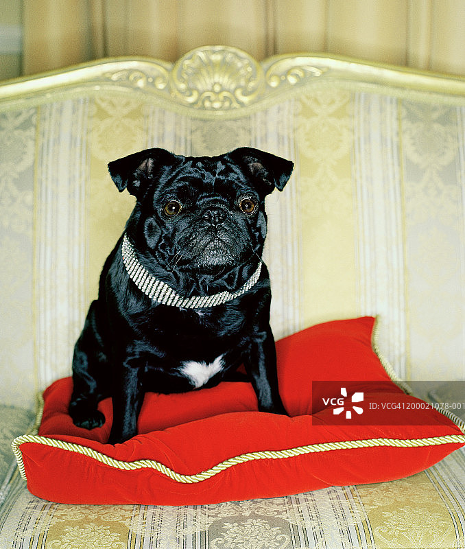 坐在红色垫子上的巴哥犬特写图片素材