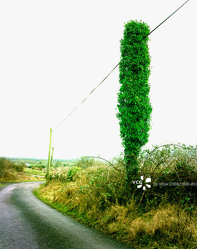 路边覆盖着树叶的电线杆图片素材