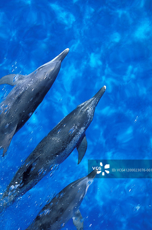 大西洋斑点海豚在船尾浪中游泳图片素材