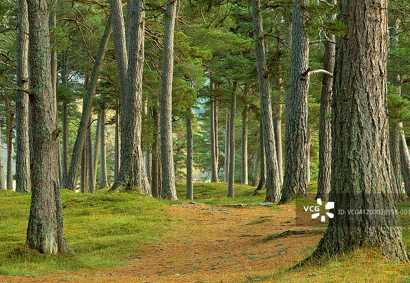 苏格兰布雷马苏格兰松林图片素材