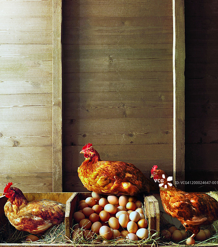 鸡舍中的一排鸡，一只坐在鸡蛋堆上图片素材